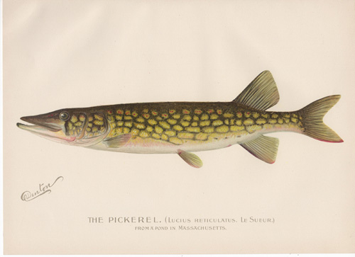 Denton fish lithograph from 1896